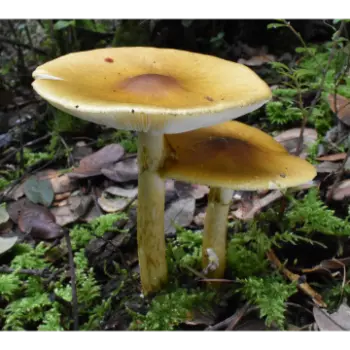 mushroom (1)-8004307-65725.webp